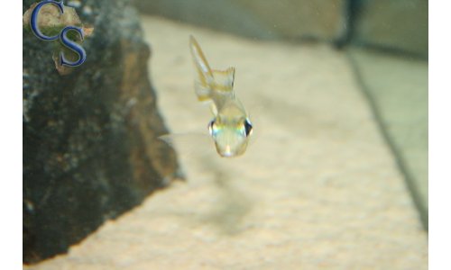 Xenotilapia ornatipinnis burundi